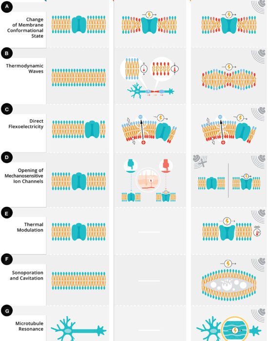 https://devonlinetestserver.com/advanced/wp-content/uploads/2023/03/Current-State-of-Potential-Mechanisms-Supporting-Low-Intensity-Focused-Ultrasound-for-Neuromodulation-Figure-2-550x700.jpg